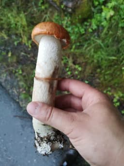 Är detta en Brunsopp? 